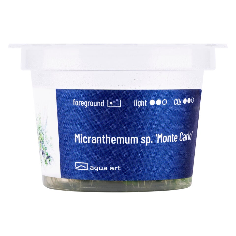 AQUA ART Micranthemum Monte Carlo ÖN SİPARİŞ