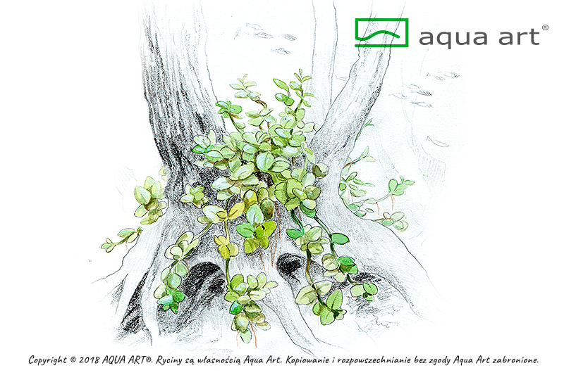 AQUA ART Micranthemum Monte Carlo ÖN SİPARİŞ