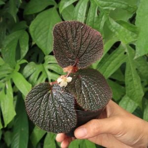 Begonia sp. Baik red