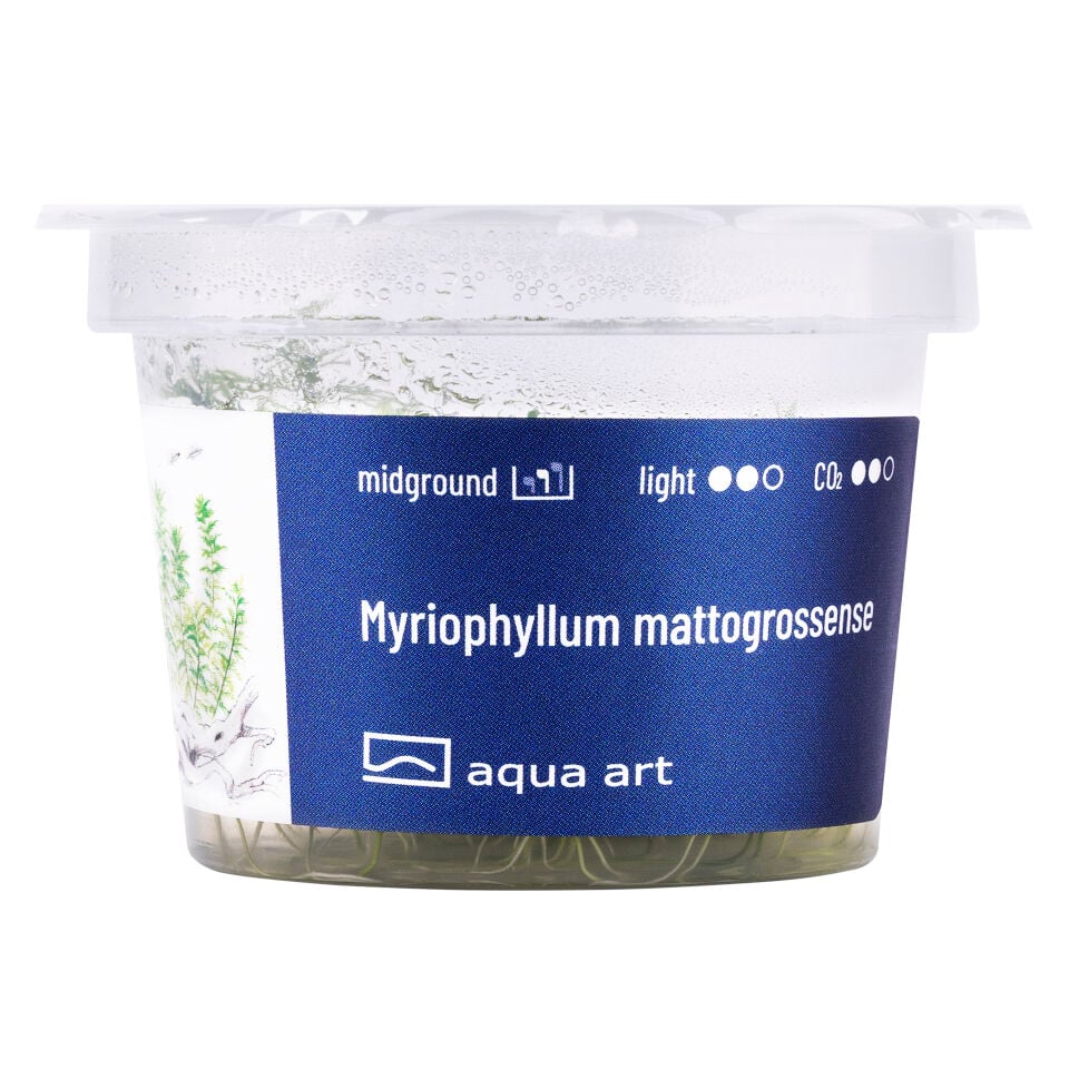 AQUA ART Myriophyllum mattogrossense ÖN SİPARİŞ