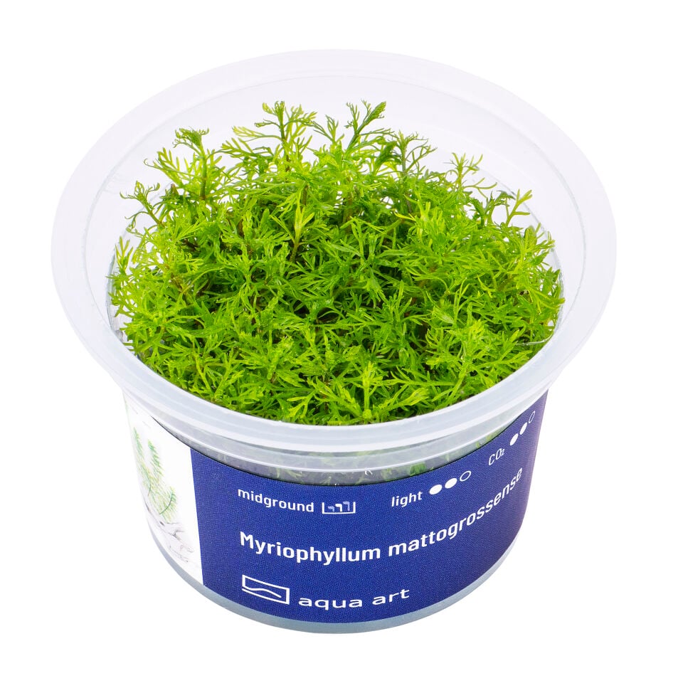 AQUA ART Myriophyllum mattogrossense ÖN SİPARİŞ