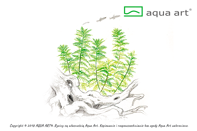 AQUA ART Myriophyllum mattogrossense ÖN SİPARİŞ