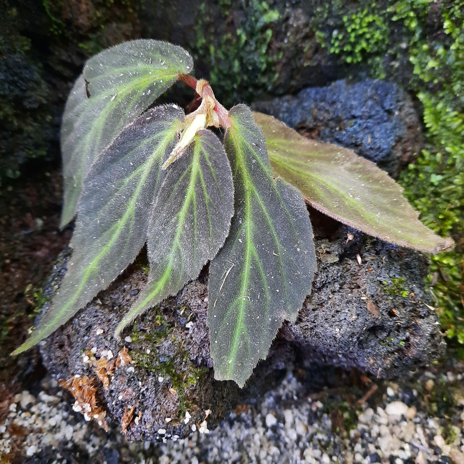 Begonia sp. Green Line
