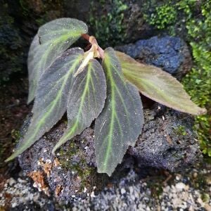Begonia sp. Green Line