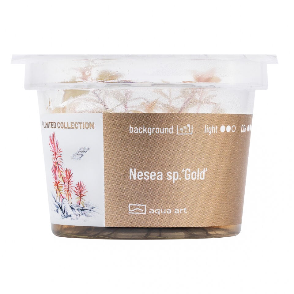 AQUA ART Nesea sp. Gold ÖN SİPARİŞ