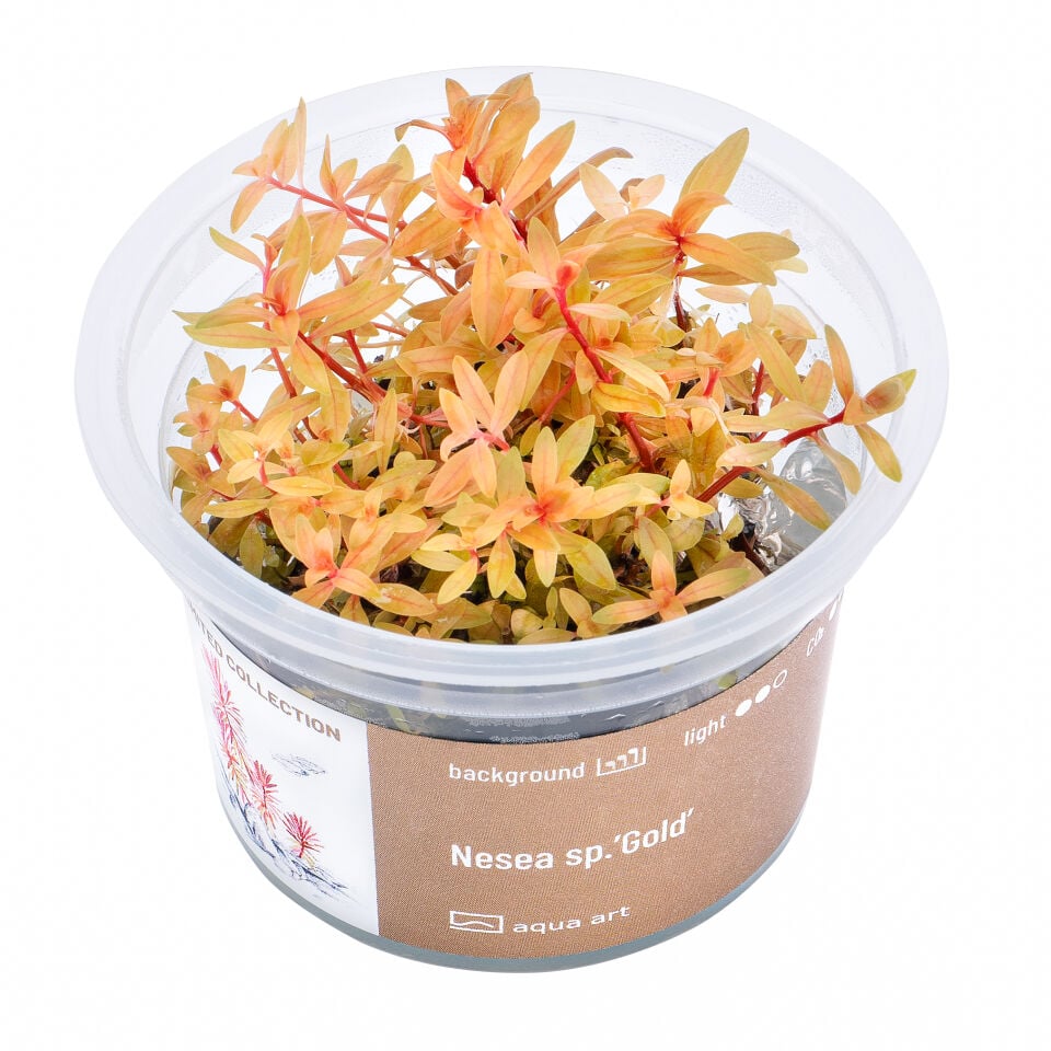 AQUA ART Nesea sp. Gold ÖN SİPARİŞ