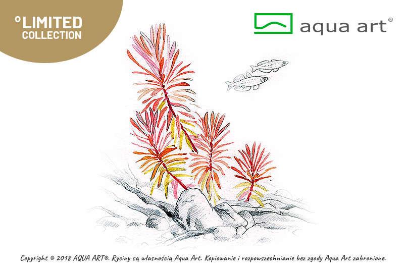 AQUA ART Nesea sp. Gold ÖN SİPARİŞ