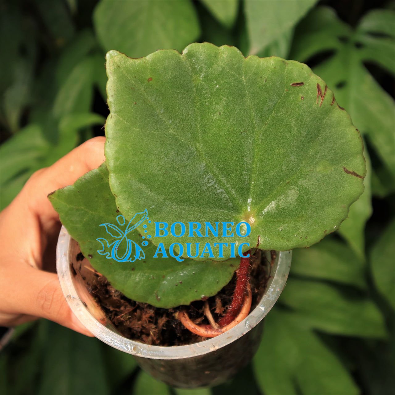 Begonia sp. Green Sumatra
