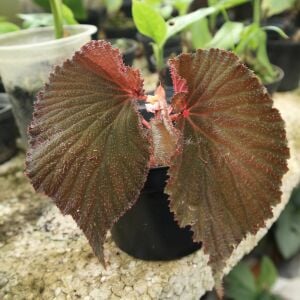 Begonia sp. Lambi