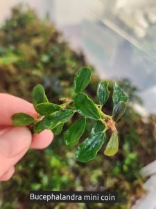 Bucephalandra mini coin ADET ÖN SİPARİŞ