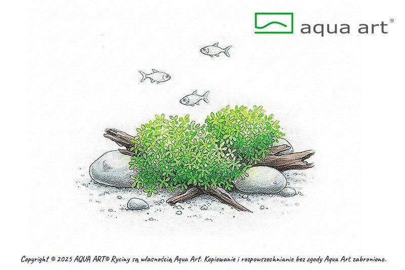 AQUA ART Riccia fluitans ÖN SİPARİŞ