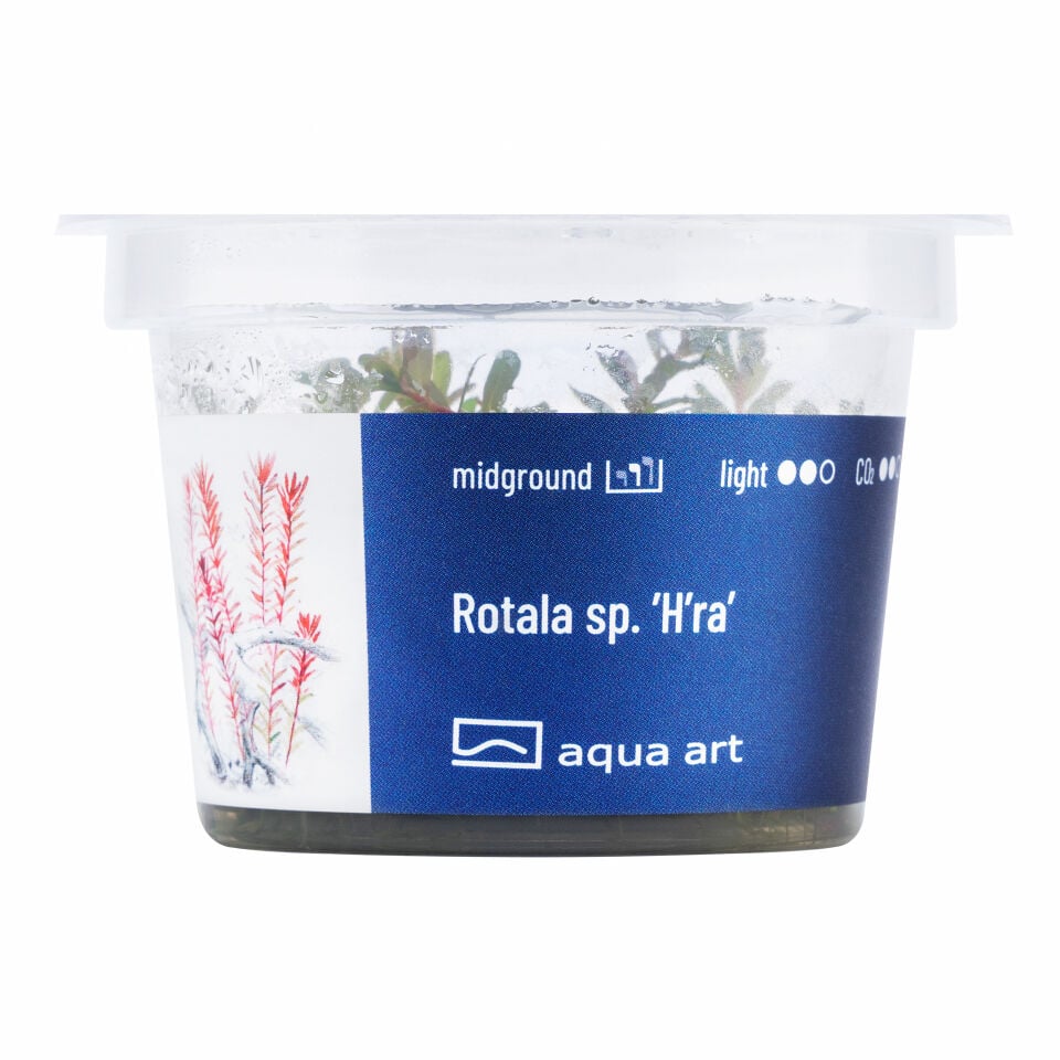 AQUA ART Rotala sp. Hra ÖN SİPARİŞ