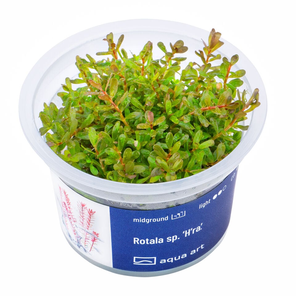 AQUA ART Rotala sp. Hra ÖN SİPARİŞ