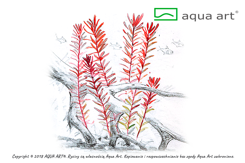 AQUA ART Rotala sp. Hra ÖN SİPARİŞ
