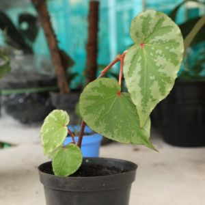 Begonia sp. Lidi
