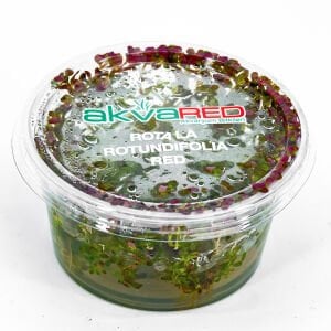 Rotala rotundifolia red IN VITRO CUP