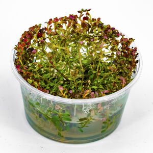 Rotala rotundifolia red IN VITRO CUP