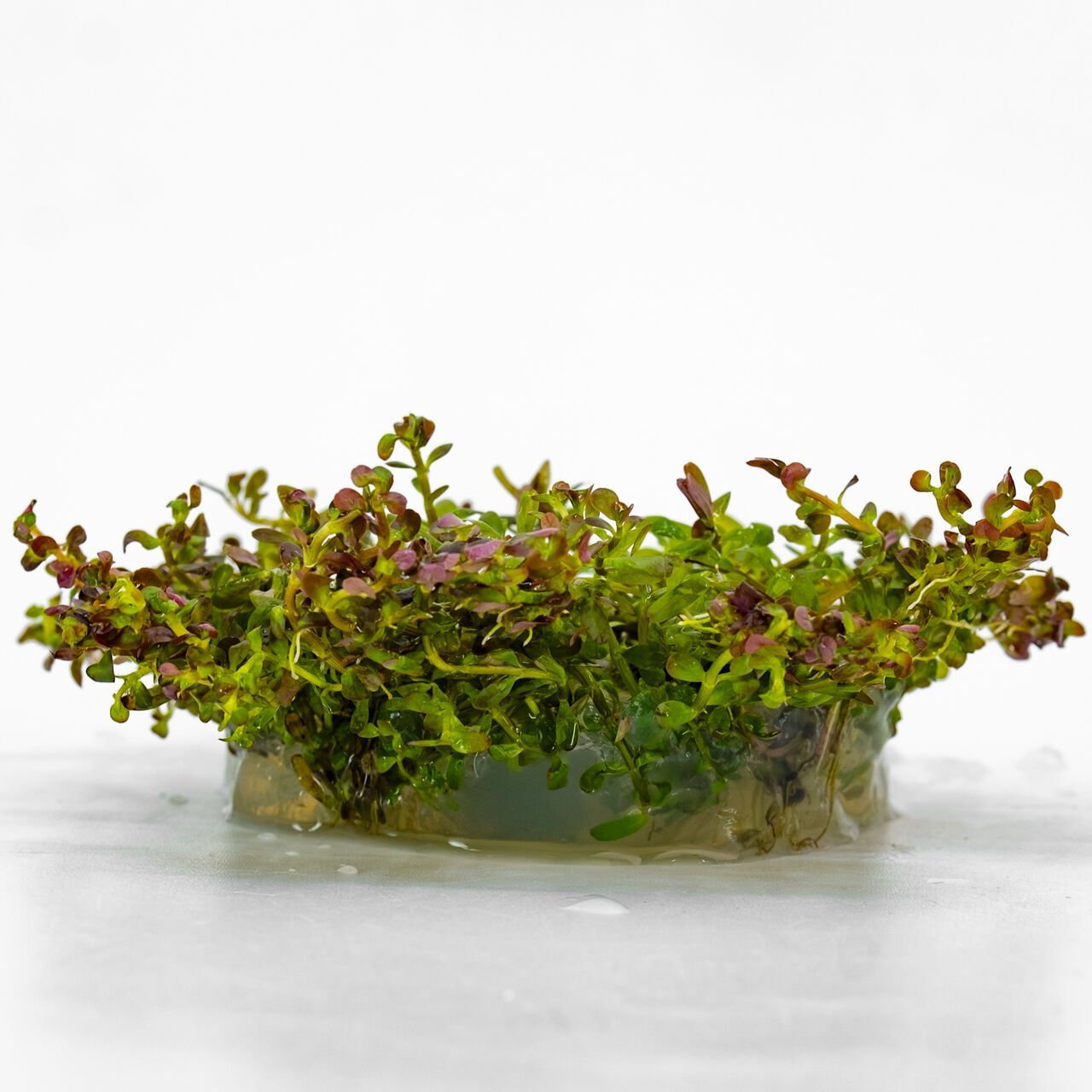 Rotala rotundifolia red IN VITRO CUP