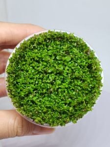 Rotala rotundifolia red IN VITRO CUP