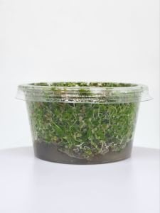 Rotala rotundifolia red IN VITRO CUP