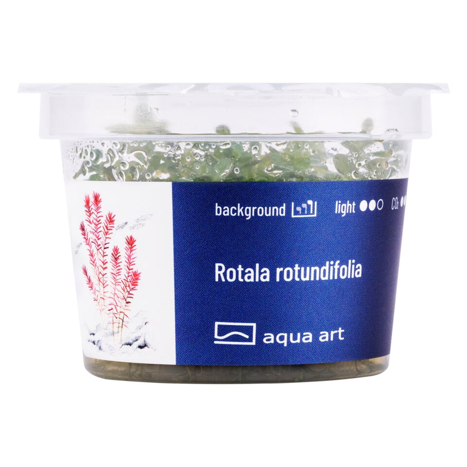 AQUA ART Rotala rotundifolia ÖN SİPARİŞ