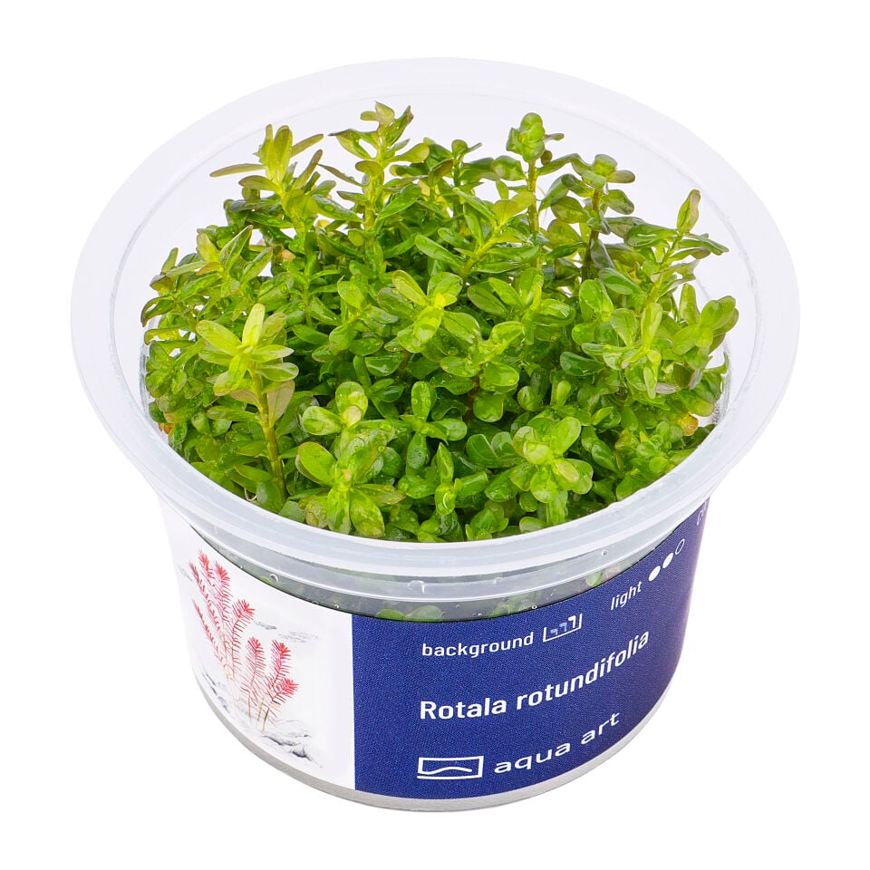 AQUA ART Rotala rotundifolia ÖN SİPARİŞ
