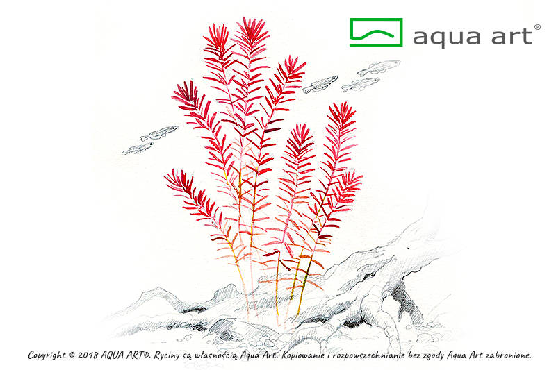 AQUA ART Rotala rotundifolia ÖN SİPARİŞ