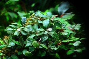 Bucephalandra wavy green 10X10CM