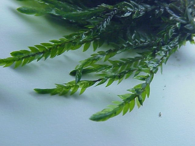 Fontinalis antipyretica giant - Giant Willow Moss 5 gram
