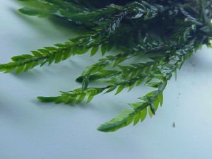 Fontinalis antipyretica giant - Giant Willow Moss 5 gram 