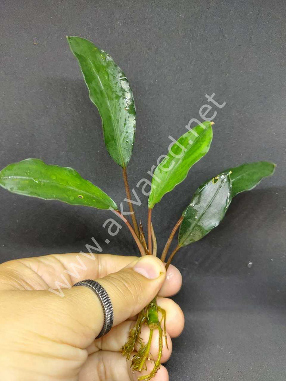 Bucephalandra penolope ADET ÖN SİPARİŞ