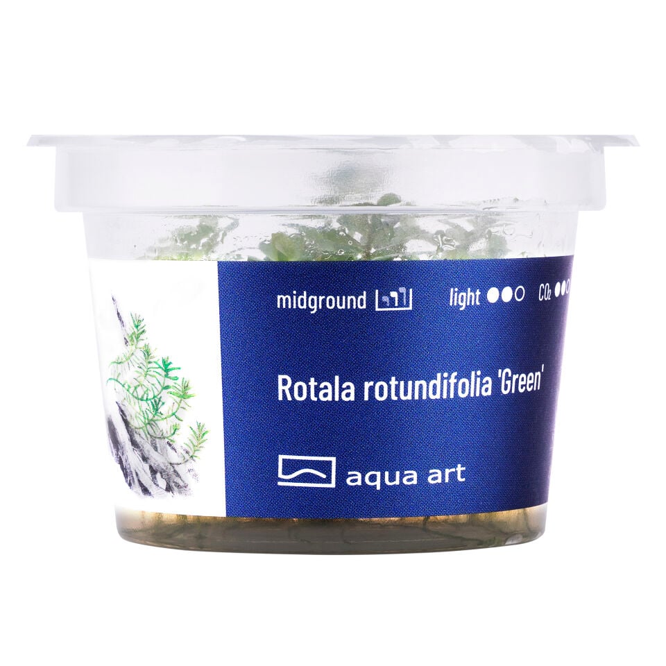 AQUA ART Rotala rotundifolia Green ÖN SİPARİŞ