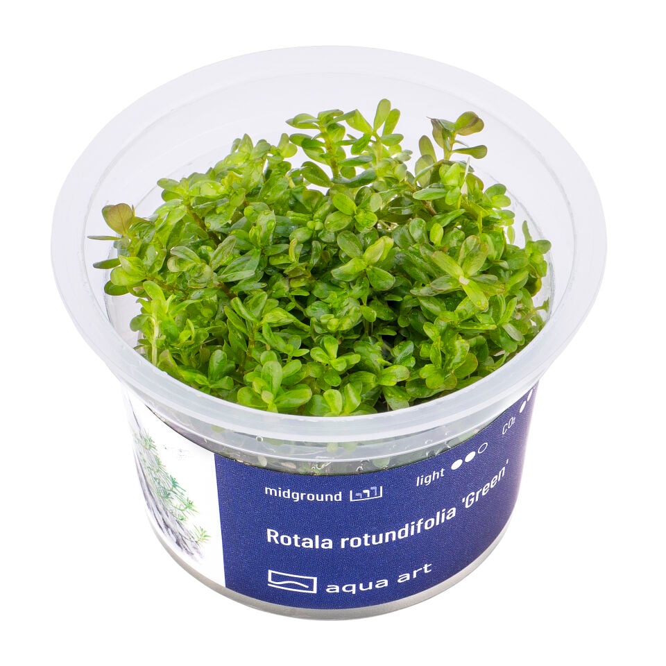 AQUA ART Rotala rotundifolia Green ÖN SİPARİŞ