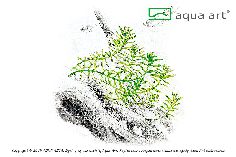 AQUA ART Rotala rotundifolia Green ÖN SİPARİŞ