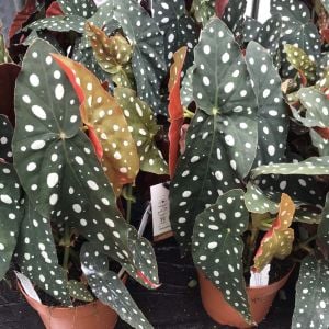 Begonia sp. Polkadot