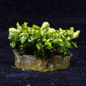 Bucephalandra green wavy 10x10 CM ÖN SİPARİŞ