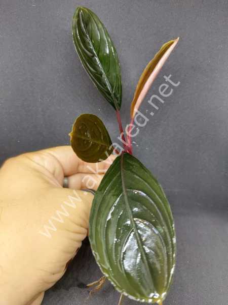 Bucephalandra dark Achilles ADET