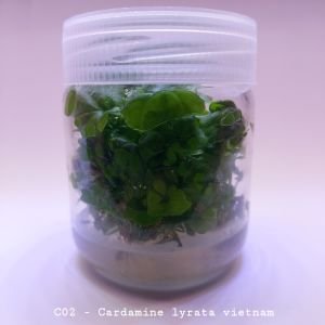 Cardamine lyrata Vietnam IN VITRO JAR (KAVANOZ)