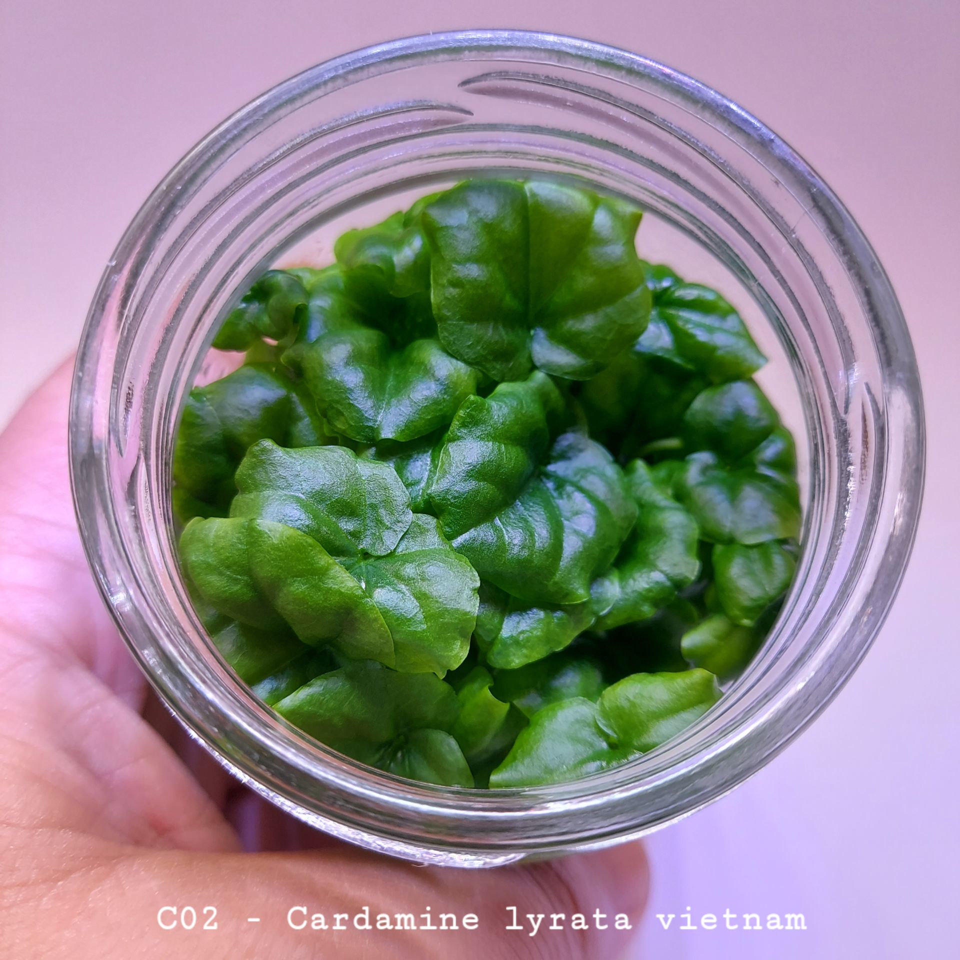 Cardamine lyrata Vietnam IN VITRO JAR (KAVANOZ)