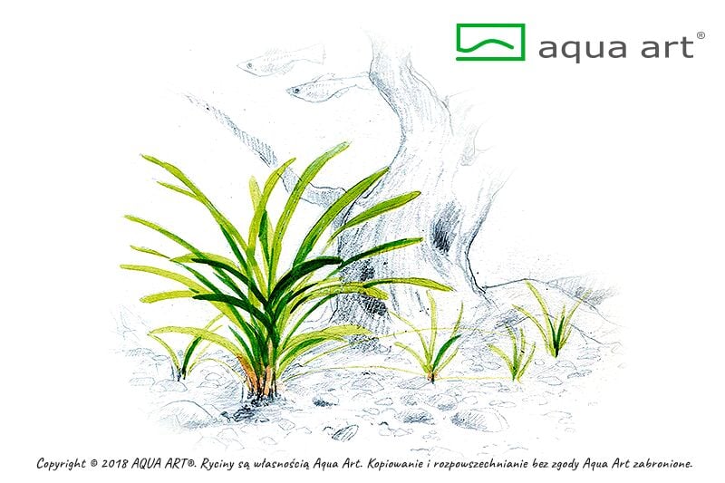 AQUA ART Sagittaria subulata ÖN SİPARİŞ