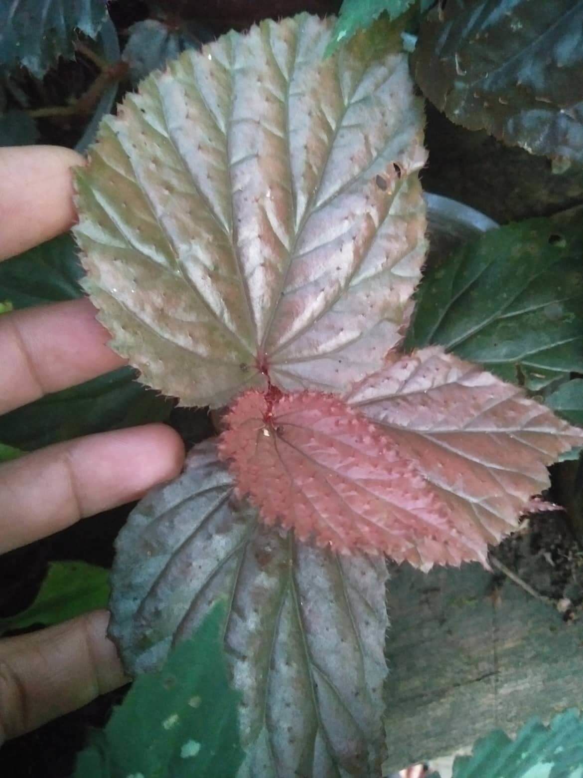 Begonia sp. Raun