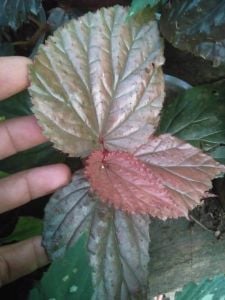 Begonia sp. Raun