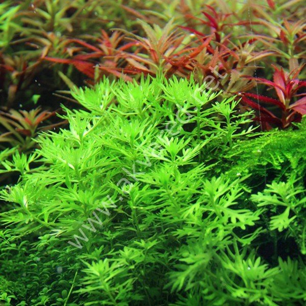Hottonia palustris IN VITRO JAR (KAVANOZ)