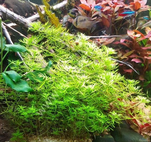 Hottonia palustris IN VITRO JAR (KAVANOZ)