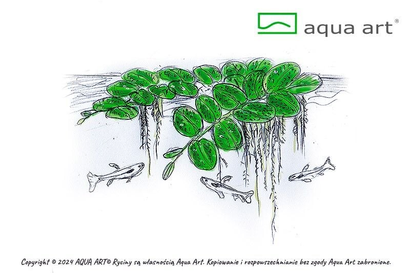AQUA ART Salvinia auriculata ÖN SİPARİŞ