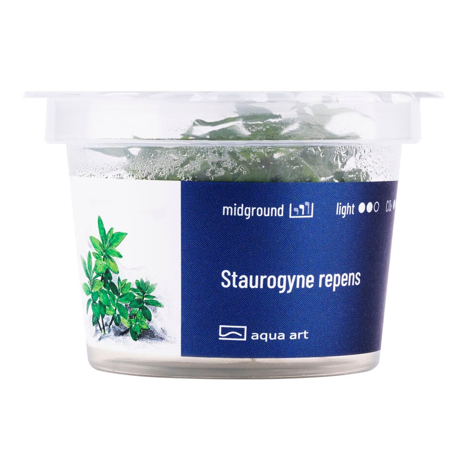 AQUA ART Staurogyne repens ÖN SİPARİŞ