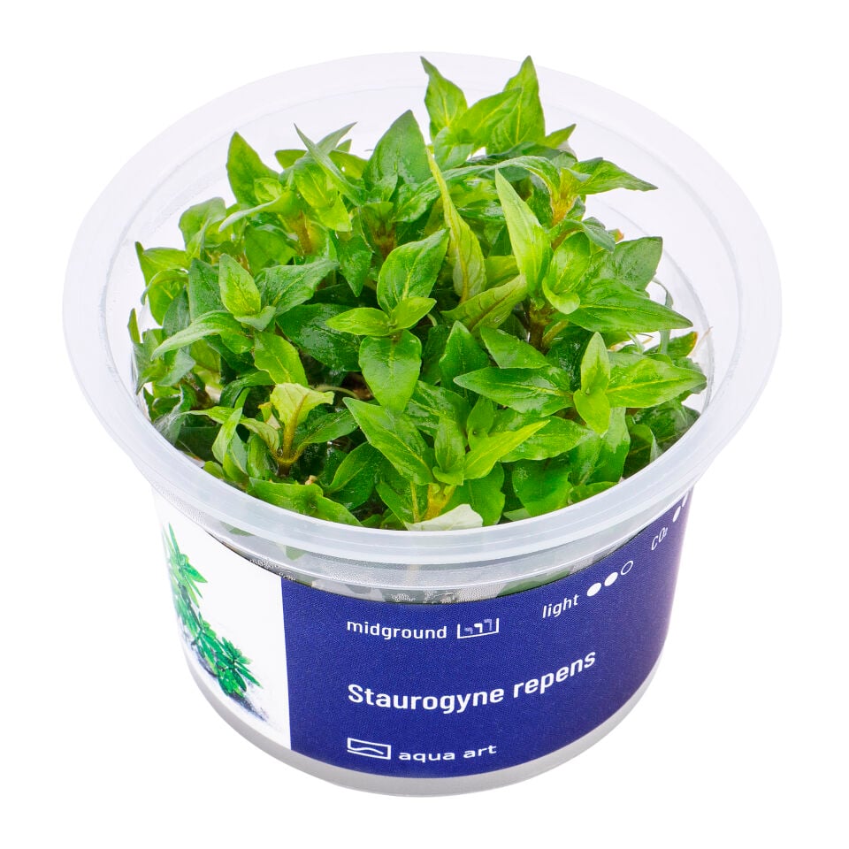 AQUA ART Staurogyne repens ÖN SİPARİŞ