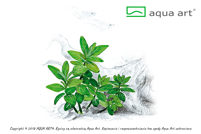 AQUA ART Staurogyne repens ÖN SİPARİŞ