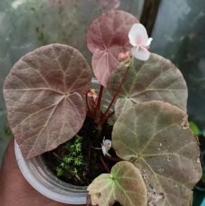 Begonia sp. Red Sictopoda