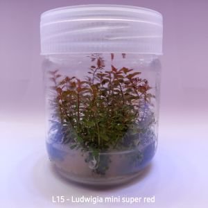 Ludwigia mini super red IN VITRO JAR (KAVANOZ)